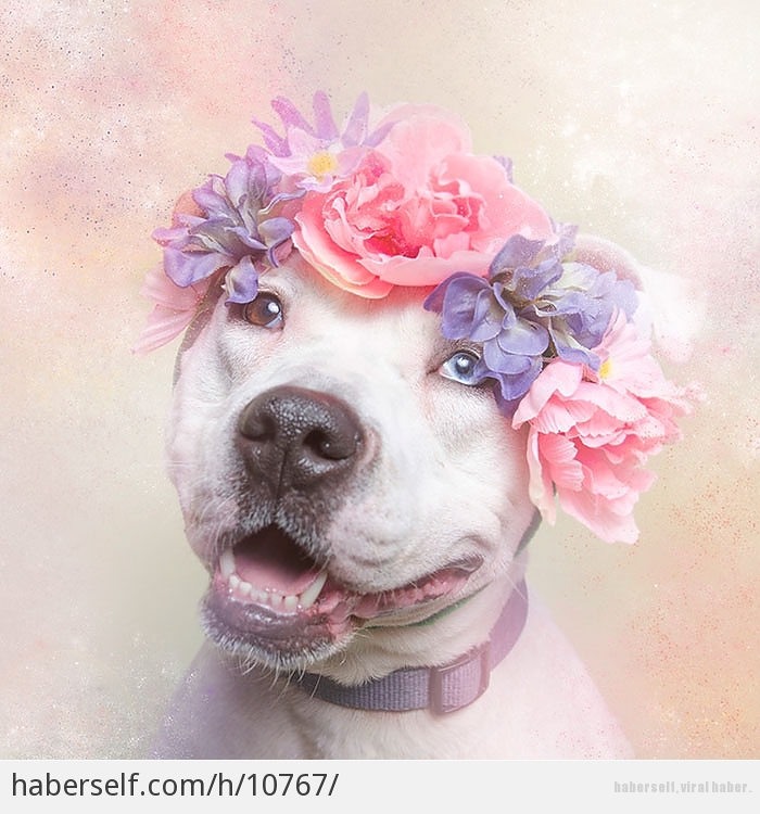 pitbullari sirin gostermek icin susleyip pusleyerek resimlerini ceken sanatcinin calismasindan 11 sirin kare haberself turkiye nin viral haber merkezi